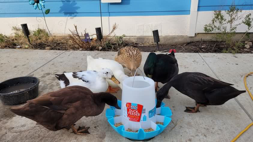 Ultimate Guide to Raising Pet Ducks Flock Party Manna Pro